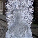 York-ice-peacock